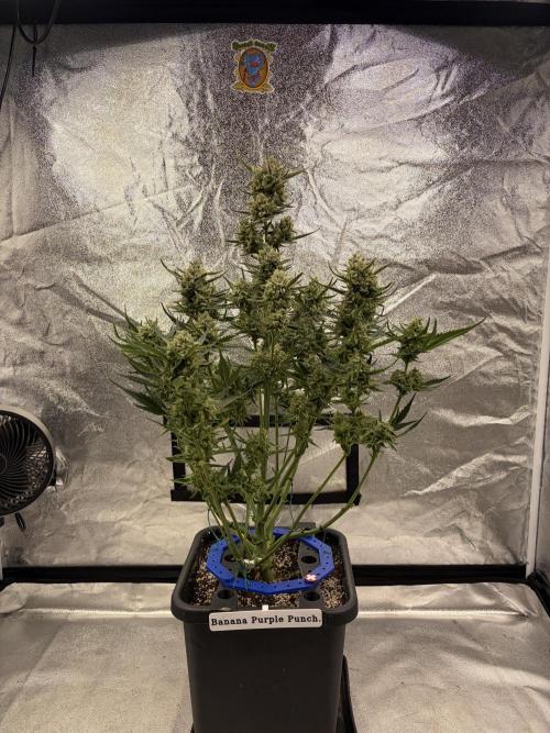 Six-Pack Autos: The Multi-Strain Run. Week 12