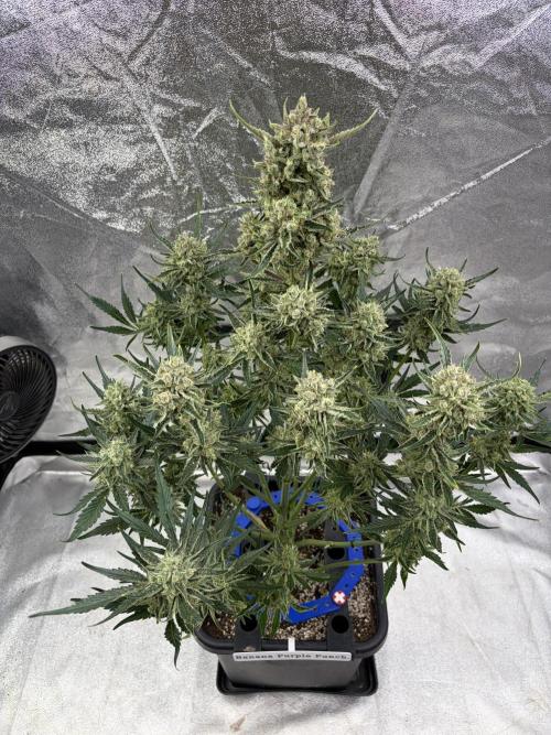 Six-Pack Autos: The Multi-Strain Run. Week 12