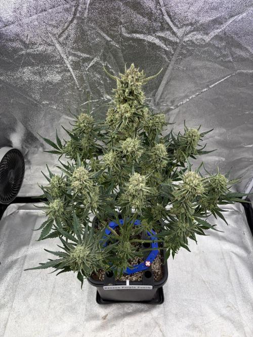 Six-Pack Autos: The Multi-Strain Run. Week 12