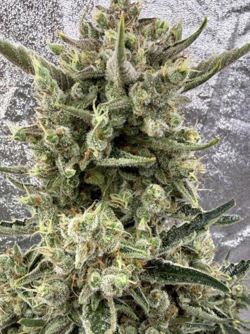 Six-Pack Autos: The Multi-Strain Run. Week 12