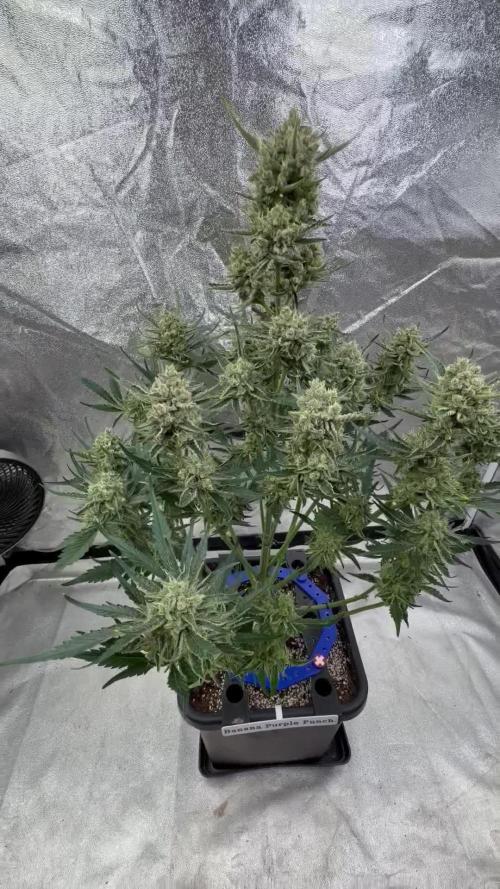 Six-Pack Autos: The Multi-Strain Run