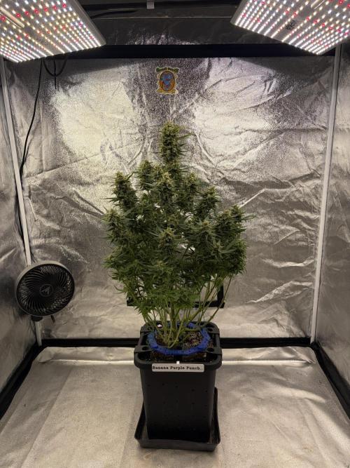 Six-Pack Autos: The Multi-Strain Run. Week 12