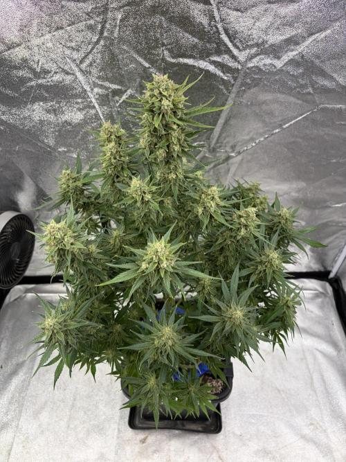 Six-Pack Autos: The Multi-Strain Run. Week 12