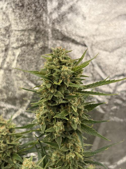 Six-Pack Autos: The Multi-Strain Run. Week 12