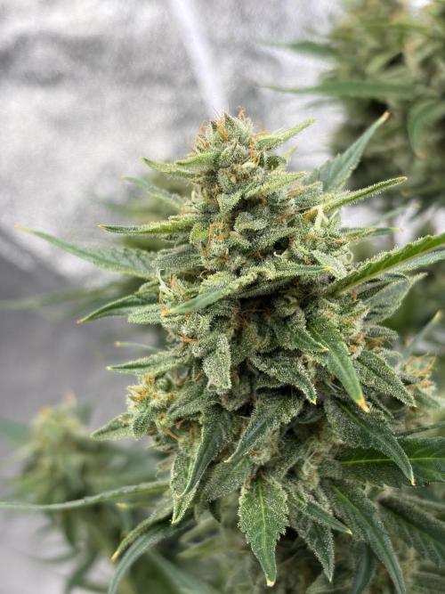 Six-Pack Autos: The Multi-Strain Run. Week 12