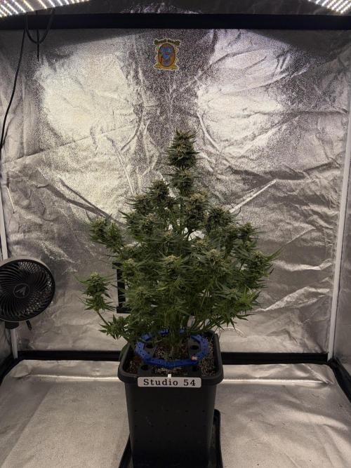 Six-Pack Autos: The Multi-Strain Run. Week 12