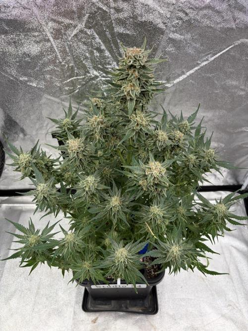 Six-Pack Autos: The Multi-Strain Run. Week 12