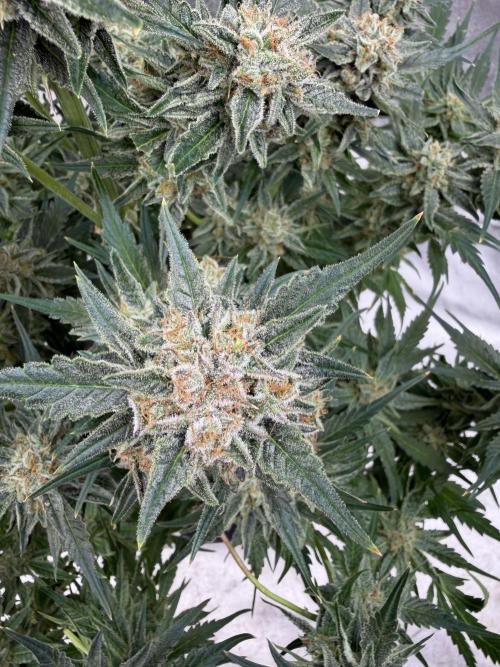 Six-Pack Autos: The Multi-Strain Run. Week 12