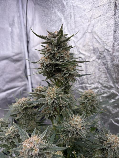 Six-Pack Autos: The Multi-Strain Run. Week 12