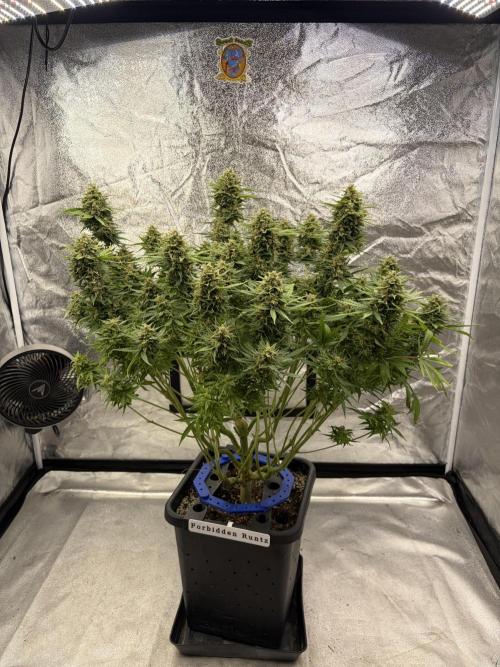 Six-Pack Autos: The Multi-Strain Run. Week 12