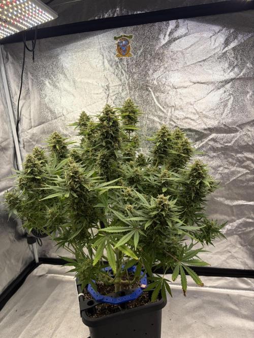 Six-Pack Autos: The Multi-Strain Run. Week 12