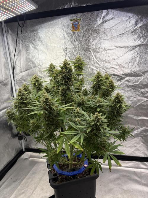 Six-Pack Autos: The Multi-Strain Run. Week 12