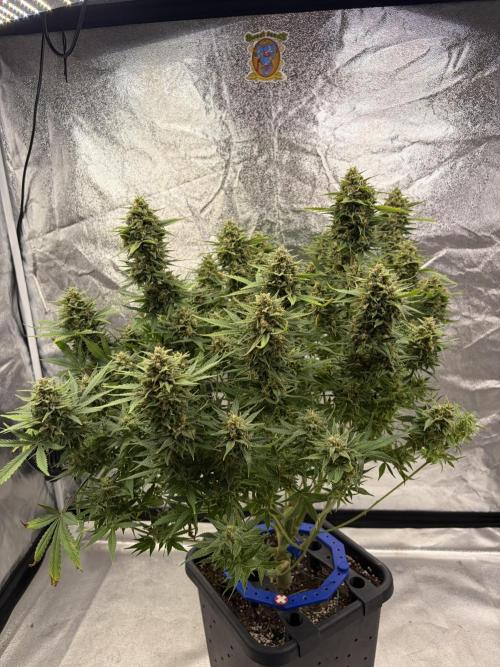 Six-Pack Autos: The Multi-Strain Run. Week 12