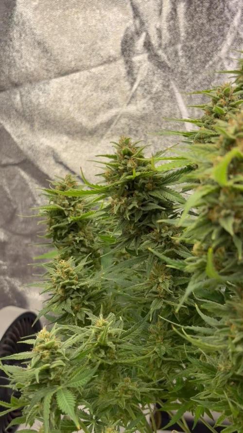 Six-Pack Autos: The Multi-Strain Run