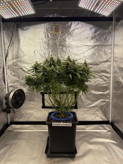Six-Pack Autos: The Multi-Strain Run. Week 12