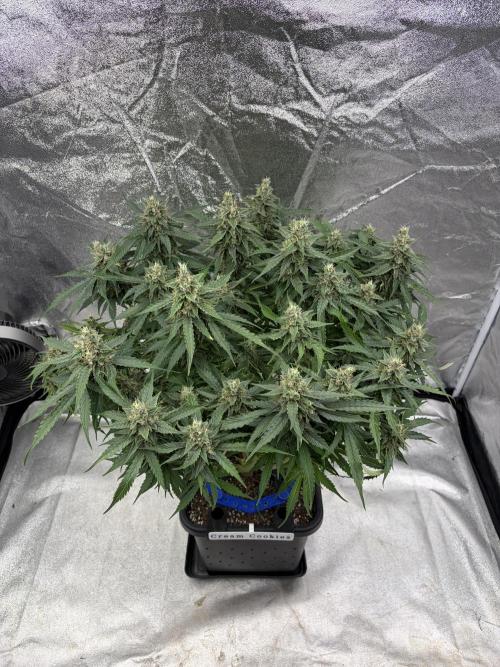 Six-Pack Autos: The Multi-Strain Run. Week 12