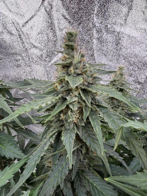 Six-Pack Autos: The Multi-Strain Run. Week 12