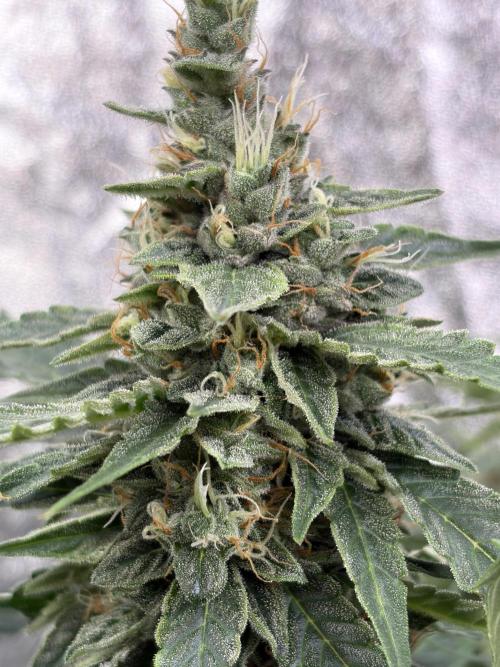Six-Pack Autos: The Multi-Strain Run. Week 12