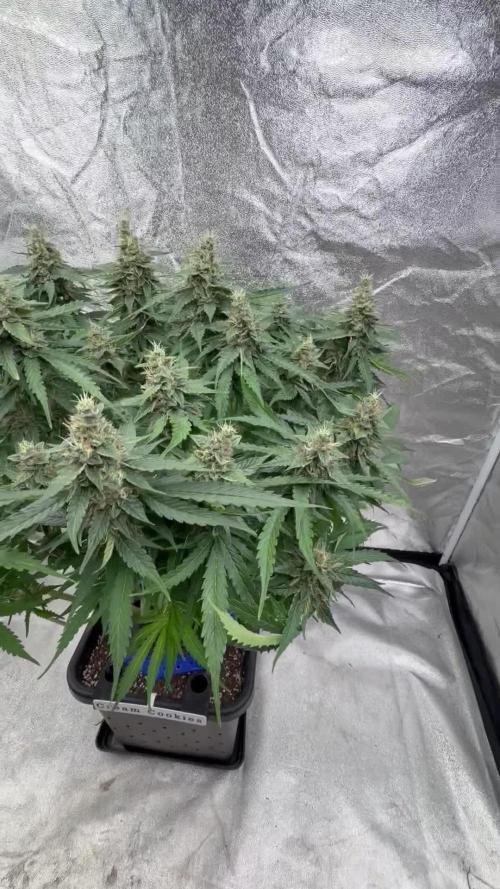 The Multi-Strain Run