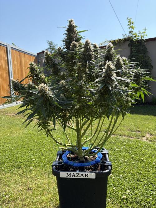 Six-Pack Autos: The Multi-Strain Run. Week 12