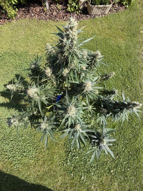 Six-Pack Autos: The Multi-Strain Run. Week 12