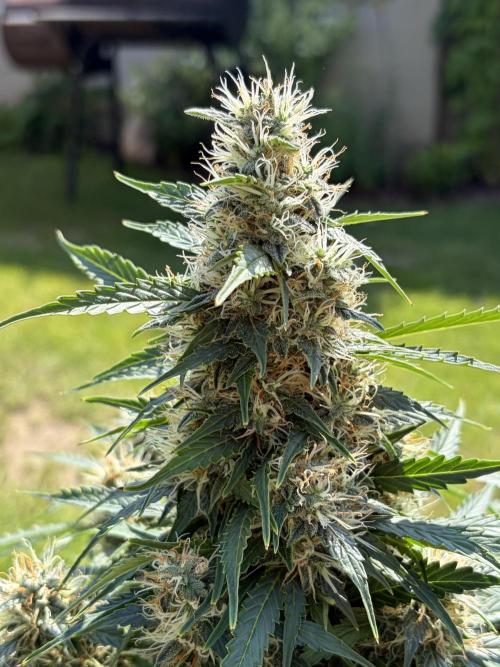Six-Pack Autos: The Multi-Strain Run. Week 12