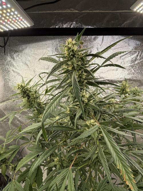 Auto-Clone Experiment: Myth Busted!. Week 3