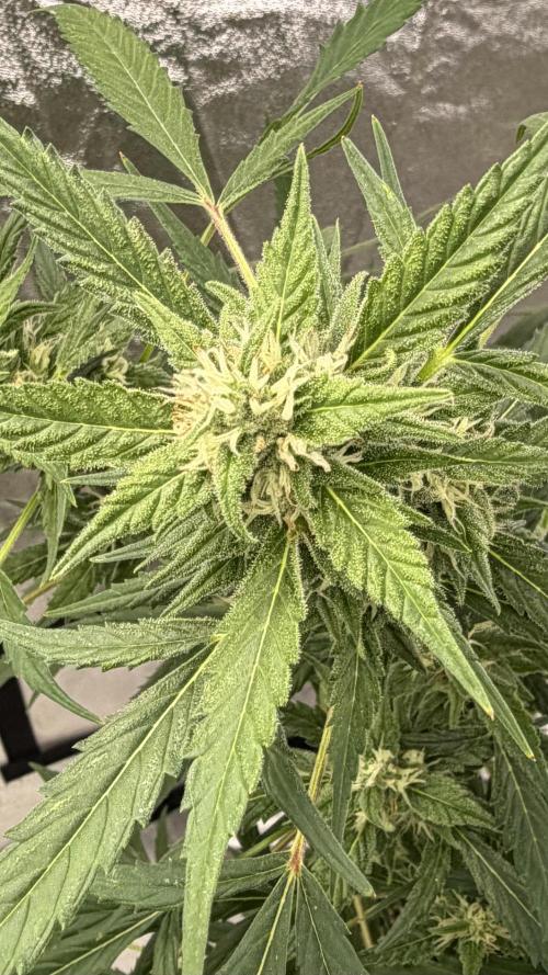 Auto-Clone Experiment: Myth Busted!. Week 3