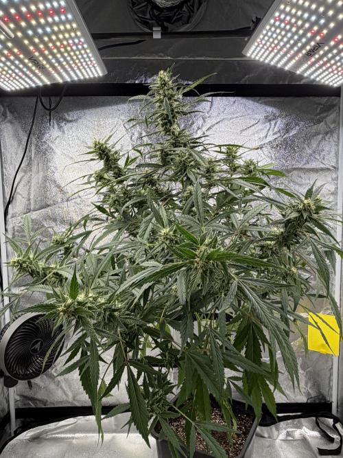 Auto-Clone Experiment: Myth Busted!. Week 3