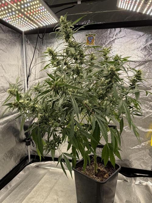 Auto-Clone Experiment: Myth Busted!. Week 3