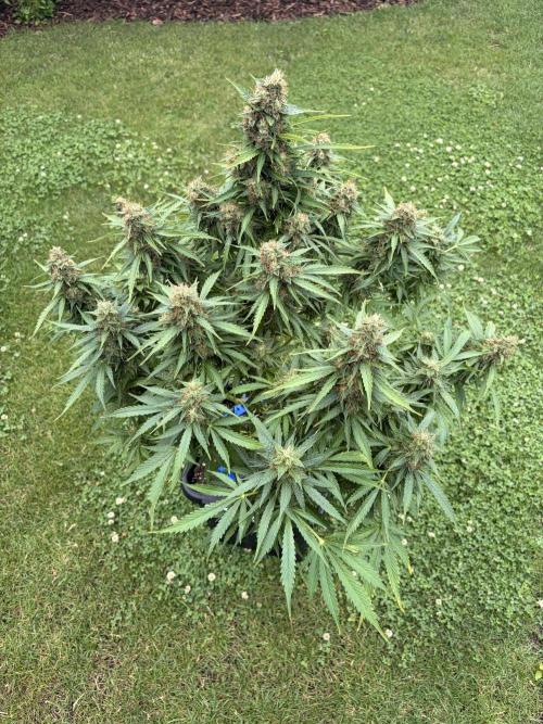 The Multi-Strain Run. Week 13