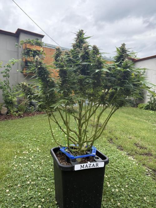 The Multi-Strain Run. Week 13