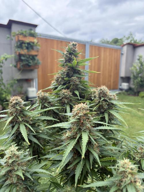 The Multi-Strain Run. Week 13