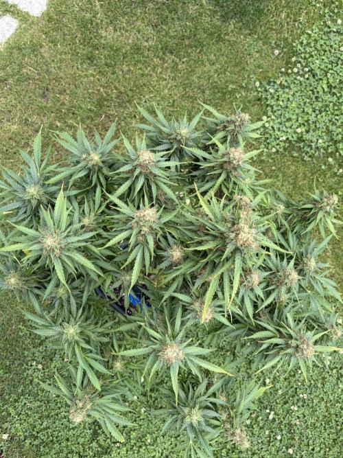 The Multi-Strain Run. Week 13