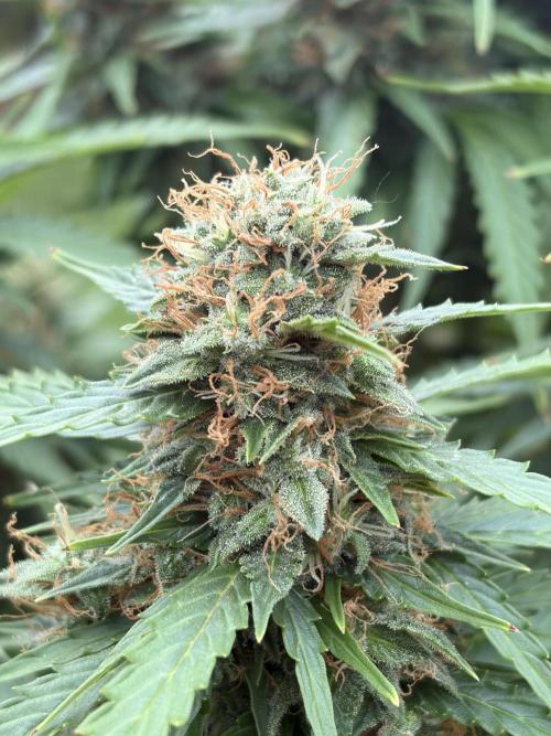 The Multi-Strain Run. Week 13