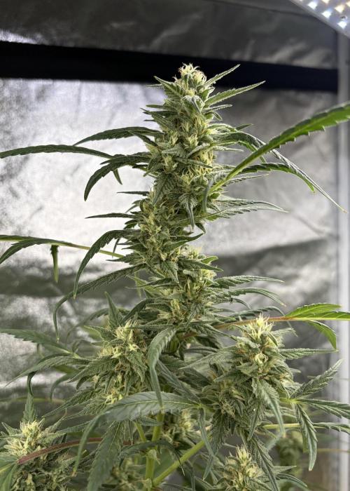 Auto-Clone Experiment: Myth Busted!. Week 3