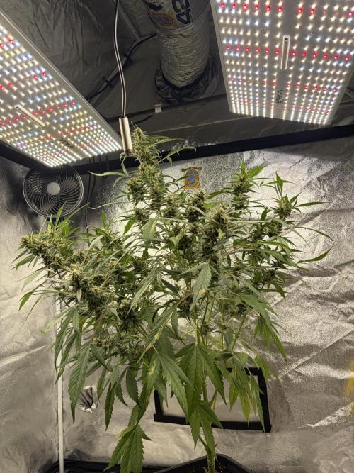 Auto-Clone Experiment: Myth Busted!. Week 4