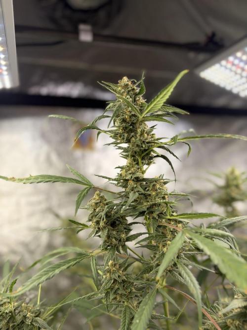 Auto-Clone Experiment: Myth Busted!. Week 4