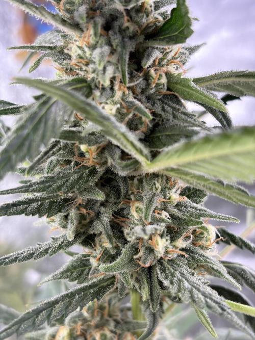 Auto-Clone Experiment: Myth Busted!. Week 4