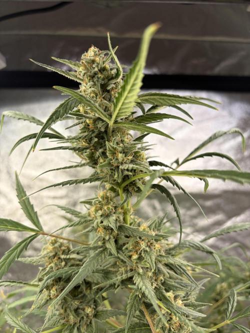 Auto-Clone Experiment: Myth Busted!. Week 4