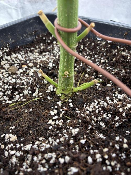 Auto-Clone Experiment: Myth Busted!. Week 4