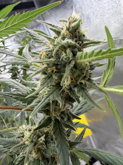 Auto-Clone Experiment: Myth Busted!. Week 4