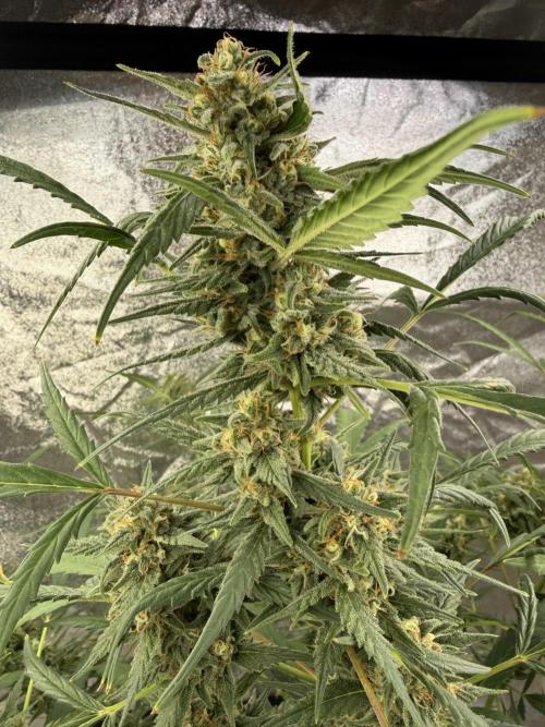 Auto-Clone Experiment: Myth Busted!. Week 4