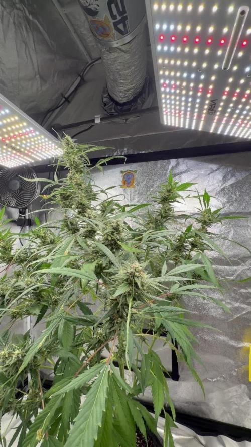 Auto-Clone Experiment: Myth Busted!