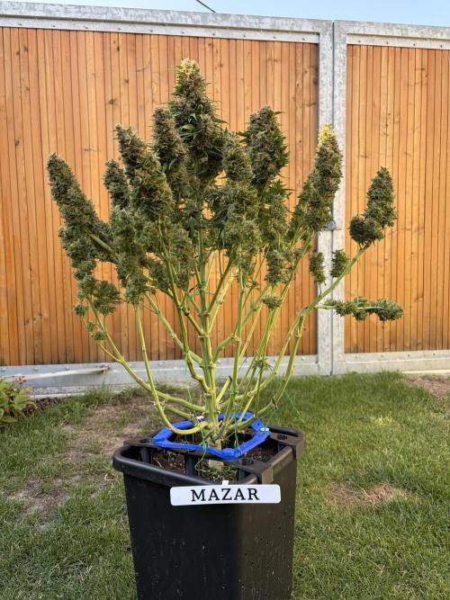 The Multi-Strain Run. Week 14