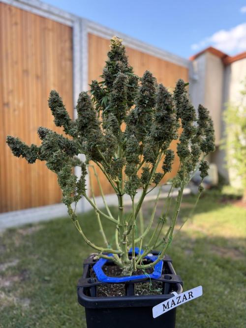 The Multi-Strain Run. Week 14