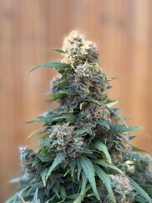 The Multi-Strain Run. Week 14