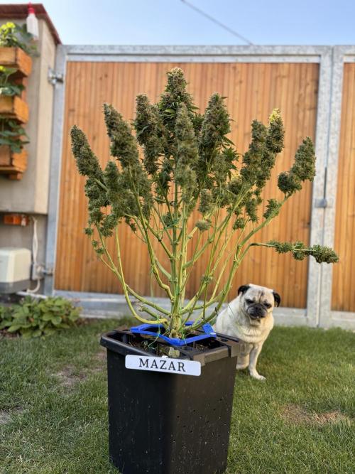 The Multi-Strain Run. Week 14