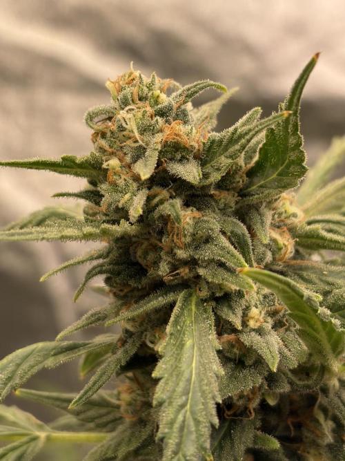 Auto-Clone Experiment: Myth Busted!. Week 5