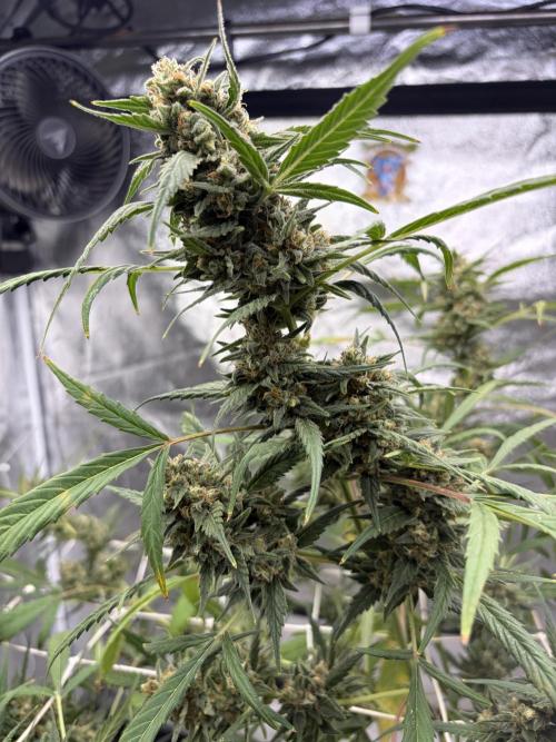 Auto-Clone Experiment: Myth Busted!. Week 5
